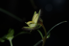 Crotalaria calycina