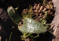 Lachenalia comptonii