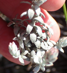 Syncarpha canescens canescens