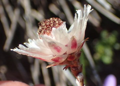Syncarpha canescens canescens