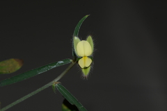 Crotalaria calycina