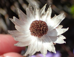 Syncarpha canescens canescens