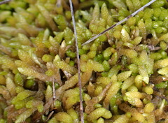 Catagonium nitens maritimum