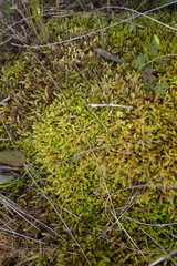 Catagonium nitens maritimum