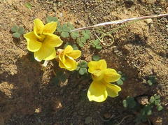 Oxalis grammopetala