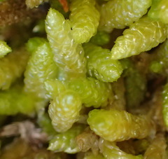 Catagonium nitens maritimum