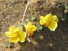 Oxalis grammopetala