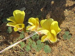 Oxalis grammopetala
