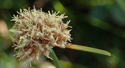 Image of Ficinia praemorsa by (c) Nicola van Berkel, some rights reserved (CC BY-SA)