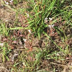 Pelargonium dipetalum