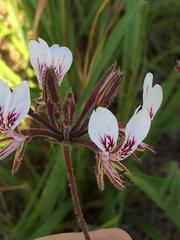 Pelargonium dipetalum