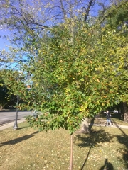 Malus coronaria