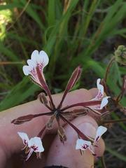 Pelargonium dipetalum