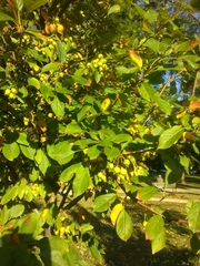 Malus coronaria