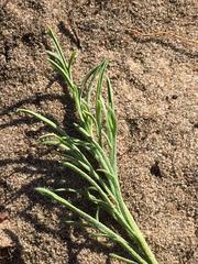 Pelargonium dipetalum