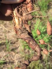 Pelargonium dipetalum