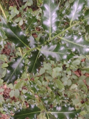 Troglodytes troglodytes