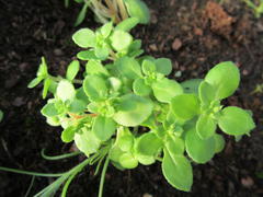 Crassula strigosa