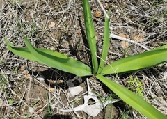 Hymenocallis durangoensis