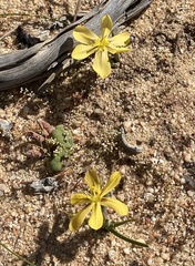 Moraea maximiliani