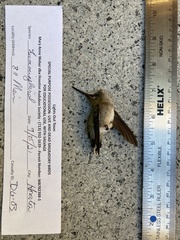 Archilochus colubris