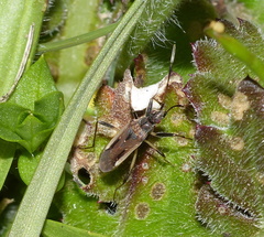 Dieuches basiceps