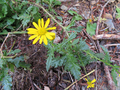 Senecio squalidus rupestris