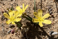 Moraea maximiliani