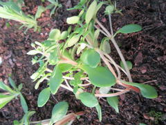 Crassula strigosa