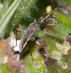 Dieuches basiceps
