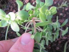 Crassula strigosa