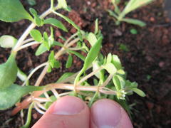 Crassula strigosa