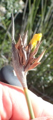 Bobartia robusta