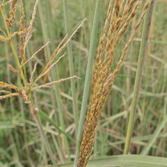 Miscanthus ecklonii
