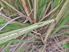 Miscanthus ecklonii