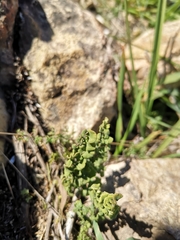Adiantum chilense scabrum