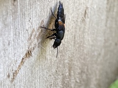 Platydracus fossator