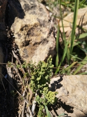 Adiantum chilense scabrum