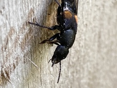 Platydracus fossator