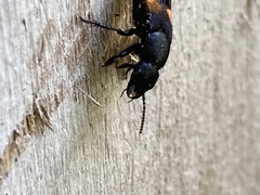 Platydracus fossator