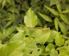 Ceriagrion olivaceum