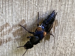 Platydracus fossator