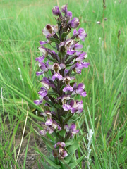 Brachycorythis ovata