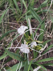Hymenocallis durangoensis