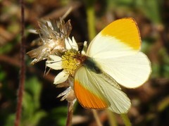 Colotis auxo