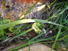 Adiantum chilense scabrum