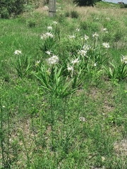 Hymenocallis durangoensis