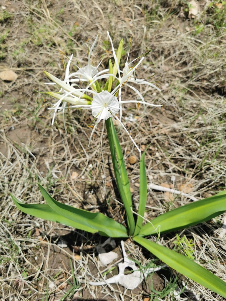 Spider lily