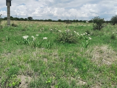 Hymenocallis durangoensis