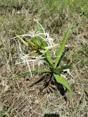 Hymenocallis durangoensis